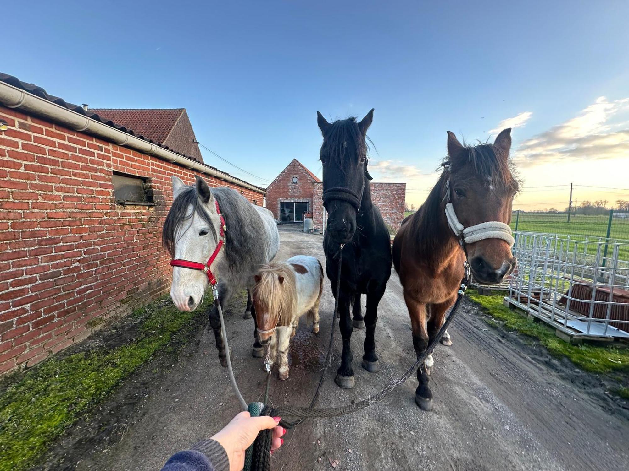 De Viervoeters Hoeve * Ruiselede