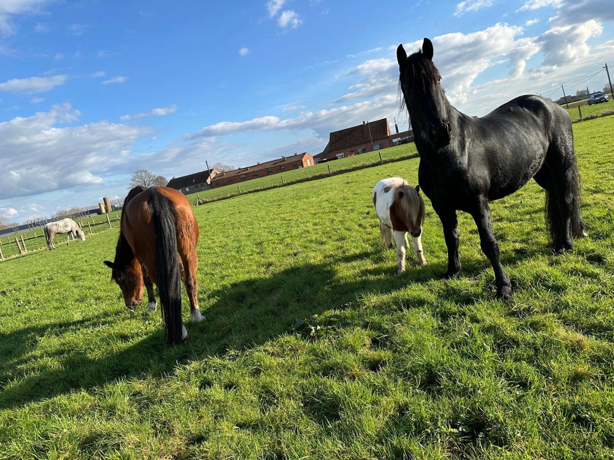 Casa de Férias De Viervoeters Hoeve Ruiselede